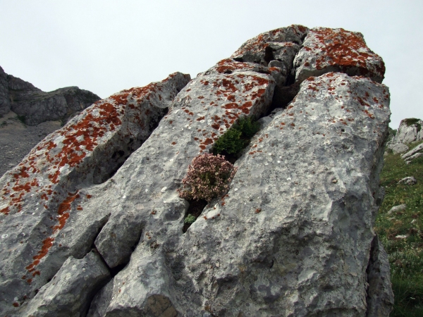 Sedum dasyphyllum / Borracina cinerea